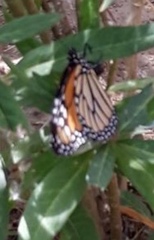 Danaus plexippus