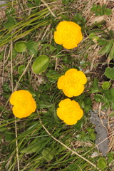 Ranunculus montanus