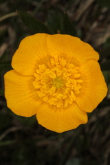 Ranunculus montanus