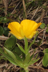 Ranunculus montanus