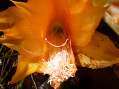 Disocactus aurantiacus