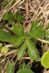 Ranunculus montanus