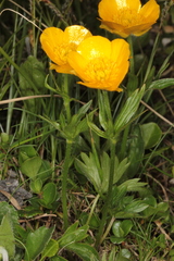 Ranunculus montanus