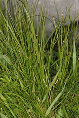 Oreojuncus monanthos