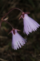 Soldanella