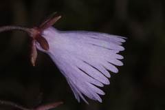 Soldanella