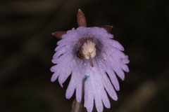 Soldanella