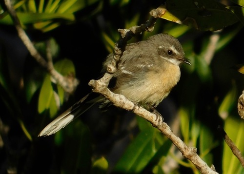 Rhipidura phasiana