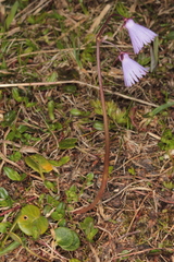 Soldanella
