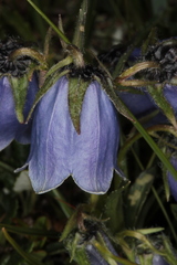 Campanula alpina