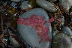 Euptilota formosissima