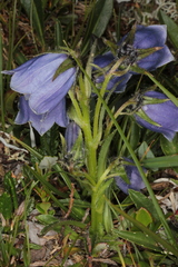Campanula alpina