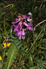 Hedysarum hedysaroides