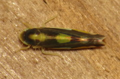 Eupteryx flavoscuta