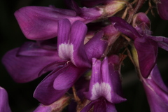 Hedysarum hedysaroides