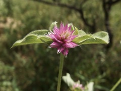 Gomphrena nitida, photograph (c) Sue Carnahan, some rights reserved (CC BY)