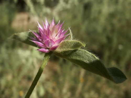 Gomphrena nitida, photograph 3