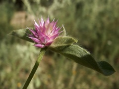 Gomphrena nitida, photograph (c) Sue Carnahan, some rights reserved (CC BY)