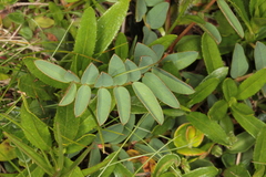 Hedysarum hedysaroides