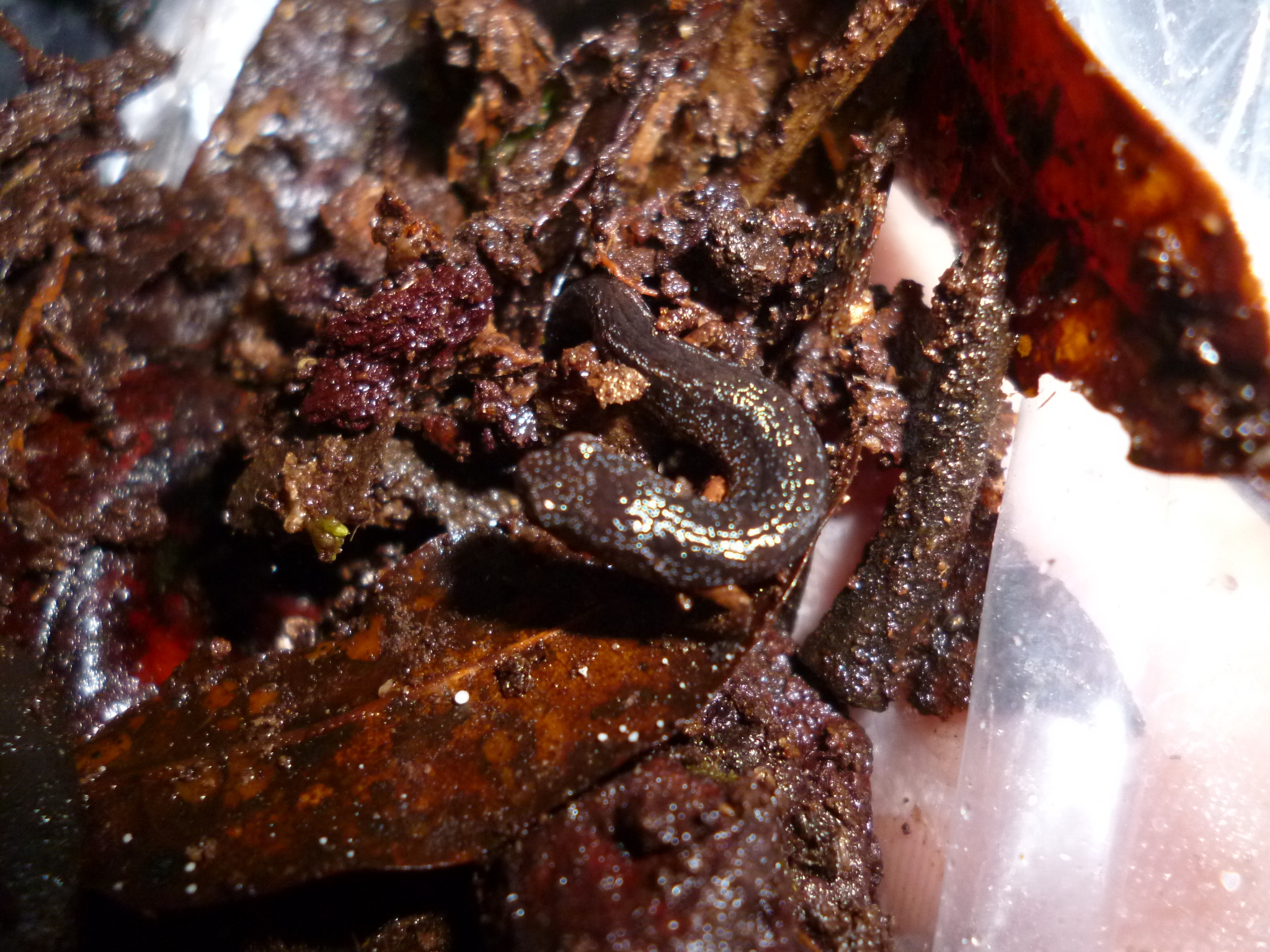 Agalta Moss Salamander (Nototriton picucha) · iNaturalist