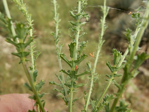 Image of Poreleaf Dogweed (Adenophyllum porophyllum) by (c) Sue Carnahan, some rights reserved (CC BY)