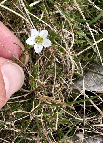 Image of Sabulina verna by (c) Katrin Simon, some rights reserved (CC BY)