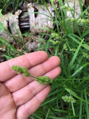 Carex bebbii