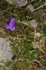Campanula pulla
