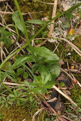 Campanula pulla