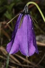 Campanula pulla