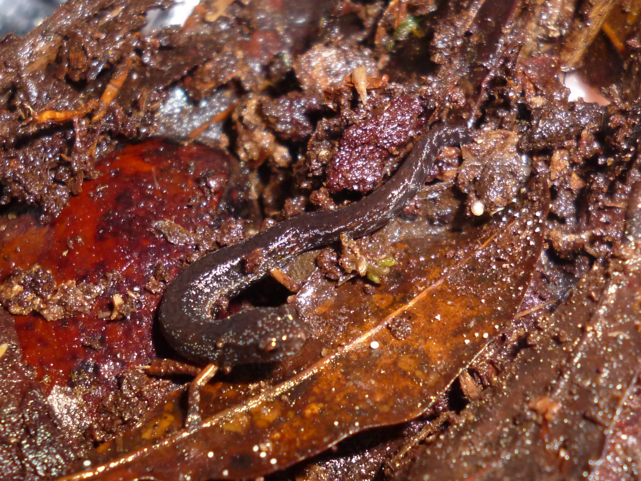 Nototriton picucha Townsend, MedinaFlores, Murillo & Austin, 2011