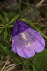 Campanula pulla
