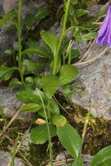 Campanula pulla