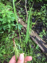 Carex leptonervia