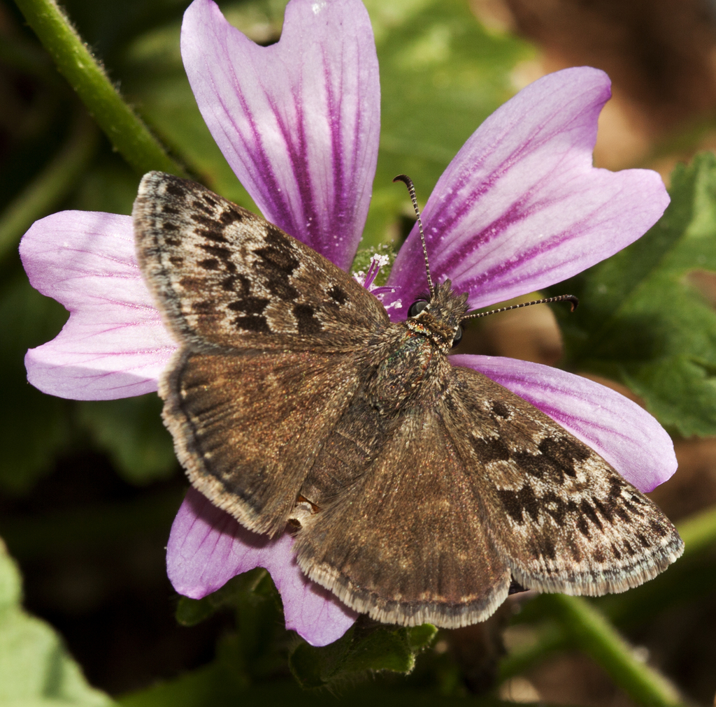 Duskywings