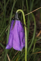Campanula pulla