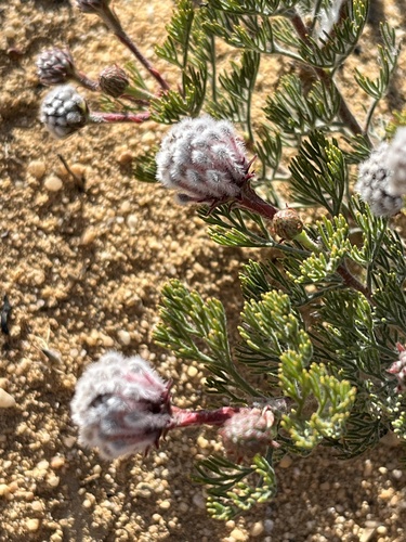 Image of Serruria aitonii by (c) Dave U, some rights reserved (CC BY-SA)