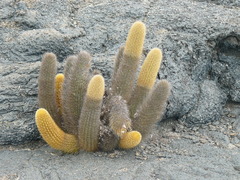 Brachycereus nesioticus