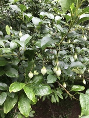Styrax