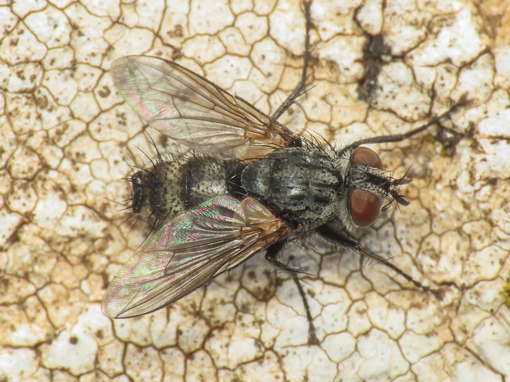 Ceracia mucronifera