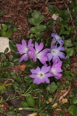 Primula clusiana