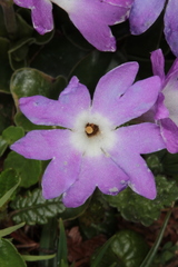 Primula clusiana