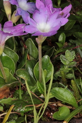 Primula clusiana