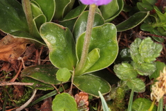 Primula clusiana