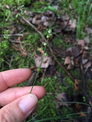 Carex radiata