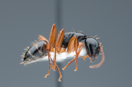 Camponotus tergestinus