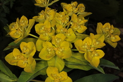 Euphorbia austriaca