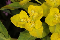 Euphorbia austriaca