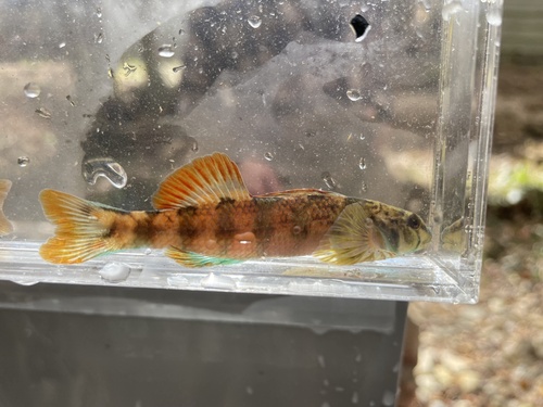 Seagreen Darter