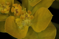 Euphorbia austriaca